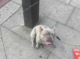 Blue and white male French bulldog for Stud