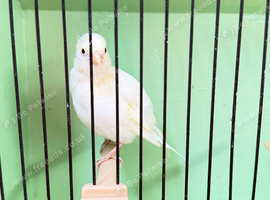Fife Canary Cock 2025