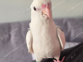 Handsome albino male cockatiel baby