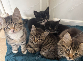 5 Adorable kittens, 2 females, 3male