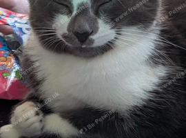 1 year old kitten