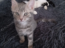 12 weeks old male kitten
