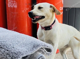 Labrador girl 8 months old