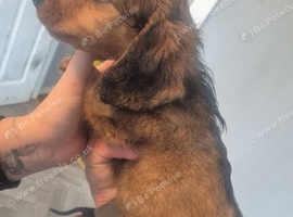 Male miniature dachshund