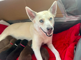 Siberian Shepsky x Weimaraner Puppies