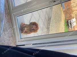 Cocker spaniel