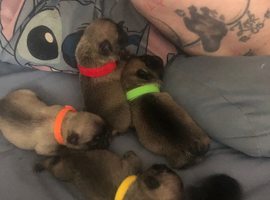 French bulldog puppies