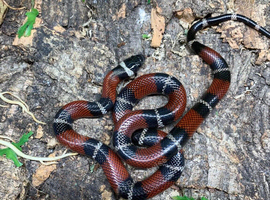 Sinaloan Milk Snake at Birmingham Reptiles