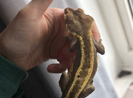 Male Empty back