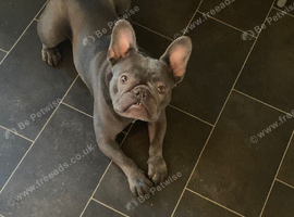 Male French bulldog
