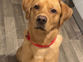 3 year old male lab for rehome