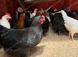 50 pol pulllets 19 weeks old