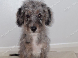 Beautiful merle bordoodle girl fully vaccinated.