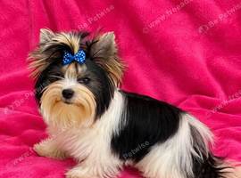 Beautiful Tiny Female Biewer Yorkshire Terrier - 7 Months Old