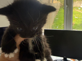 Stunning Maine coon mix kittens