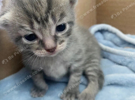 2 Ragdoll x Russian Blue mix kittens