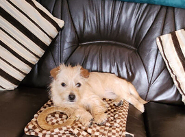 Puppy for sale
