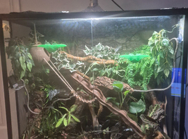 Male crested gecko