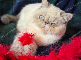 3 left Gccf pedigree Persian Exotic kittens