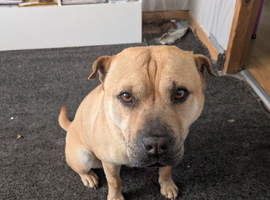 Staffy cross shir pi