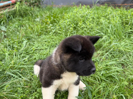 American Akita