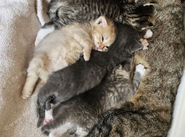 3 kittens left