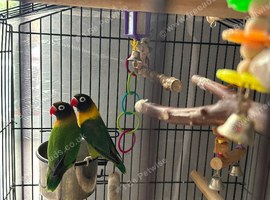 Free pair of love birds