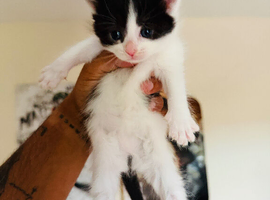 2 female kittens available