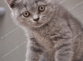 Gorgeous Blue British Shorthair Boy Available!