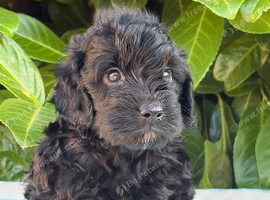 Beautiful cockapoo male
