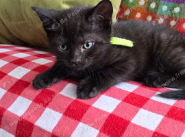1 boy & 1 girl kitten free to good home