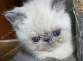 Colourpoint Exotic Shorthair Kittens