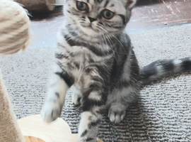 Bsh. Kitten girl looking for home.I have