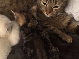 Female kittens