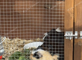 4 Beautiful little Guinea Pigs Looking for Caring Homes &ndash; &pound;40 Each