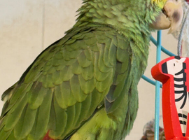 6 months beautiful dyh Amazon in Manchester