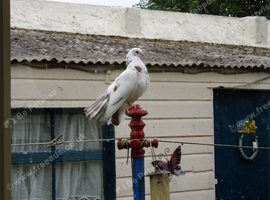 2 x Fantail Pigeons