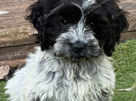 Unique Cavapoos