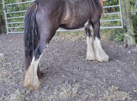 Blagdon mare