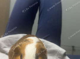 Female guinea pigs