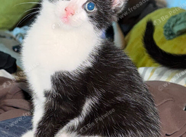 Domestic shorthair x ragdoll kittens