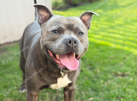 KC Registered Staffordshire Bull Terrier Stud