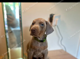 Isabella Male Doberman Puppy