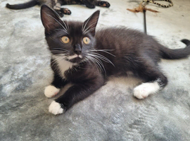 2 kittens left ready now
