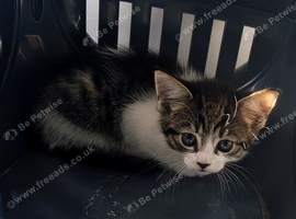 Lovely kitten ask for home