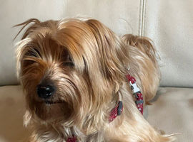 5 years old golden Yorkie female
