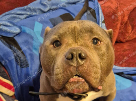 American Bulldog for rehoming