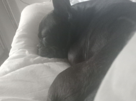 Stunning French bulldog puppy