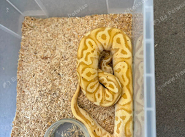 Royal pythons