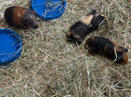 Baby guinea pigs ready now